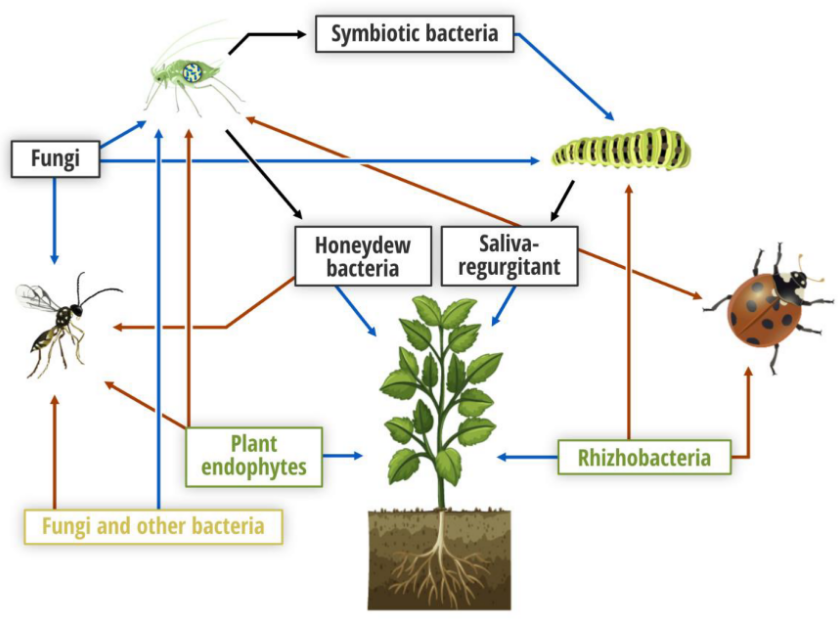 Role of Phytochemicals and Phytohormones in Plant Defense against Pests